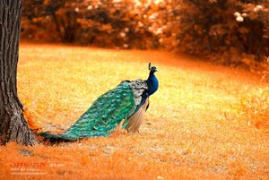 亚洲女足赛场上的精彩之争！